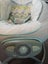 Baby bouncer Carousel 2