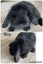 Purebred Harliquin mini lops Carousel 2