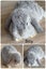 Purebred Harliquin mini lops Carousel 3