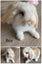 Purebred Harliquin mini lops Carousel 4