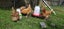 Chicken Carousel 2