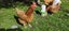 Chicken Carousel 3