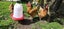 Chicken Carousel 4