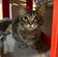 Rescue teen cat Kirby Carousel 2