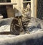 Rescue teen cat Kirby Carousel 1
