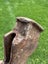 Rusty vintage Kent pattern axe/ hatchet head (for restoration). English made Carousel 7