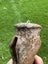 Rusty vintage Kent pattern axe/ hatchet head (for restoration). English made Carousel 8
