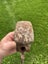 Rusty vintage Kent pattern axe/ hatchet head (for restoration). English made Carousel 9