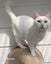 Animal Care Turangi - PENNY & SCOUT Carousel 6