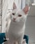 Animal Care Turangi - PENNY & SCOUT Carousel 13