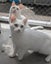 Animal Care Turangi - PENNY & SCOUT Carousel 14