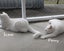 Animal Care Turangi - PENNY & SCOUT Carousel 4