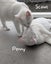 Animal Care Turangi - PENNY & SCOUT Carousel 1
