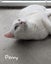 Animal Care Turangi - PENNY & SCOUT Carousel 5