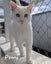Animal Care Turangi - PENNY & SCOUT Carousel 2
