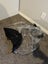 Baby jogger pram and bassinet Carousel 7