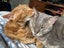 Two pedigree ocicat girls Carousel 5