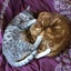 Two pedigree ocicat girls Carousel 6