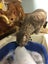 Two pedigree ocicat girls Carousel 7