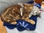 Two pedigree ocicat girls Carousel 11