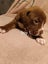 French Bull Mastiff x American Bulldog x Bully Carousel 1
