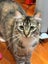 Barn home wanted: Rescue cat trio Julian, Miles & Cassie Carousel 1