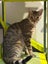 Barn home wanted: Rescue cat trio Julian, Miles & Cassie Carousel 2