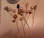 Vintage Hat Pins in Porcelain China Stand. Carousel 5