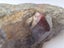 Stones rocks polished stones. Garnet in a rock Carousel 4