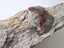 Stones rocks polished stones. Garnet in a rock Carousel 5
