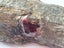 Stones rocks polished stones. Garnet in a rock Carousel 6