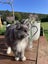 Male Ragdoll x Chinchilla Carousel 3