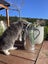 Male Ragdoll x Chinchilla Carousel 4