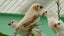 Canaries & Finches Carousel 3