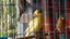 Canaries & Finches Carousel 6