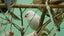 Canaries & Finches Carousel 4