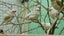 Canaries & Finches Carousel 5