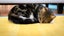 Lucy May is looking for a new home - outdoor cat Carousel 3
