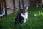 Lucy May is looking for a new home - outdoor cat Carousel 2