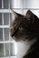 Lucy May is looking for a new home - outdoor cat Carousel 5