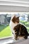 Lucy May is looking for a new home - outdoor cat Carousel 4