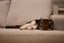 Lucy May is looking for a new home - outdoor cat Carousel 6