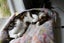 Lucy May is looking for a new home - outdoor cat Carousel 1