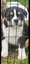 American Pocket Bully mixed breed Carousel 3