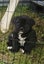 American Pocket Bully mixed breed Carousel 4