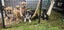 American Pocket Bully mixed breed Carousel 6
