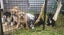 American Pocket Bully mixed breed Carousel 8