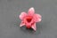 Pink Magnolia Leather Flower Plugs **Sale** Carousel 1