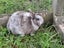 Sweet netherland dwarf bunny :) Carousel 4