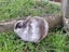 Sweet netherland dwarf bunny :) Carousel 1
